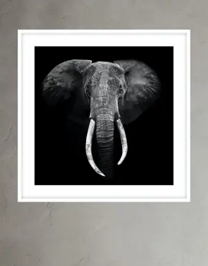 Elephant Portrait by Marina Cano white
