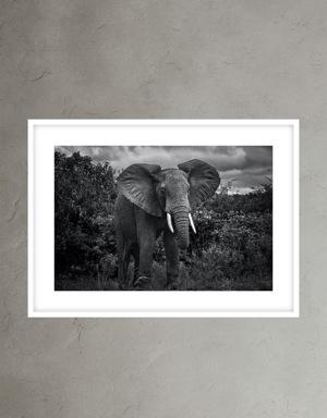 Banana Republic Elephant 3 by Nathan DeHart white