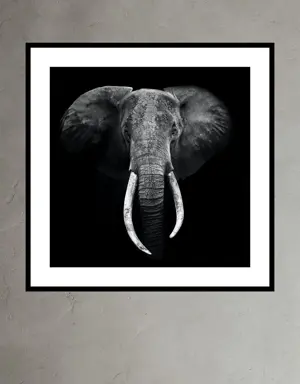 Elephant Portrait by Marina Cano black