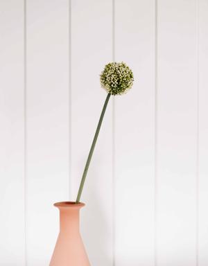 Allium - Soğan Çiçeği