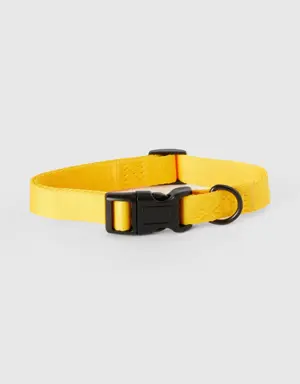 yellow dog collar