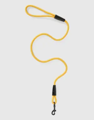 yellow dog leash